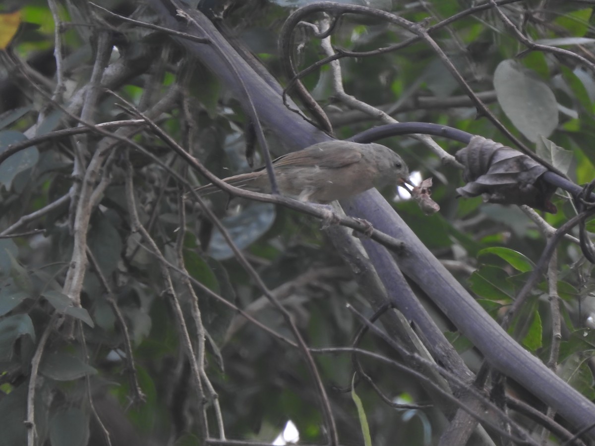 Brown-cheeked Fulvetta - Rajashree Kale