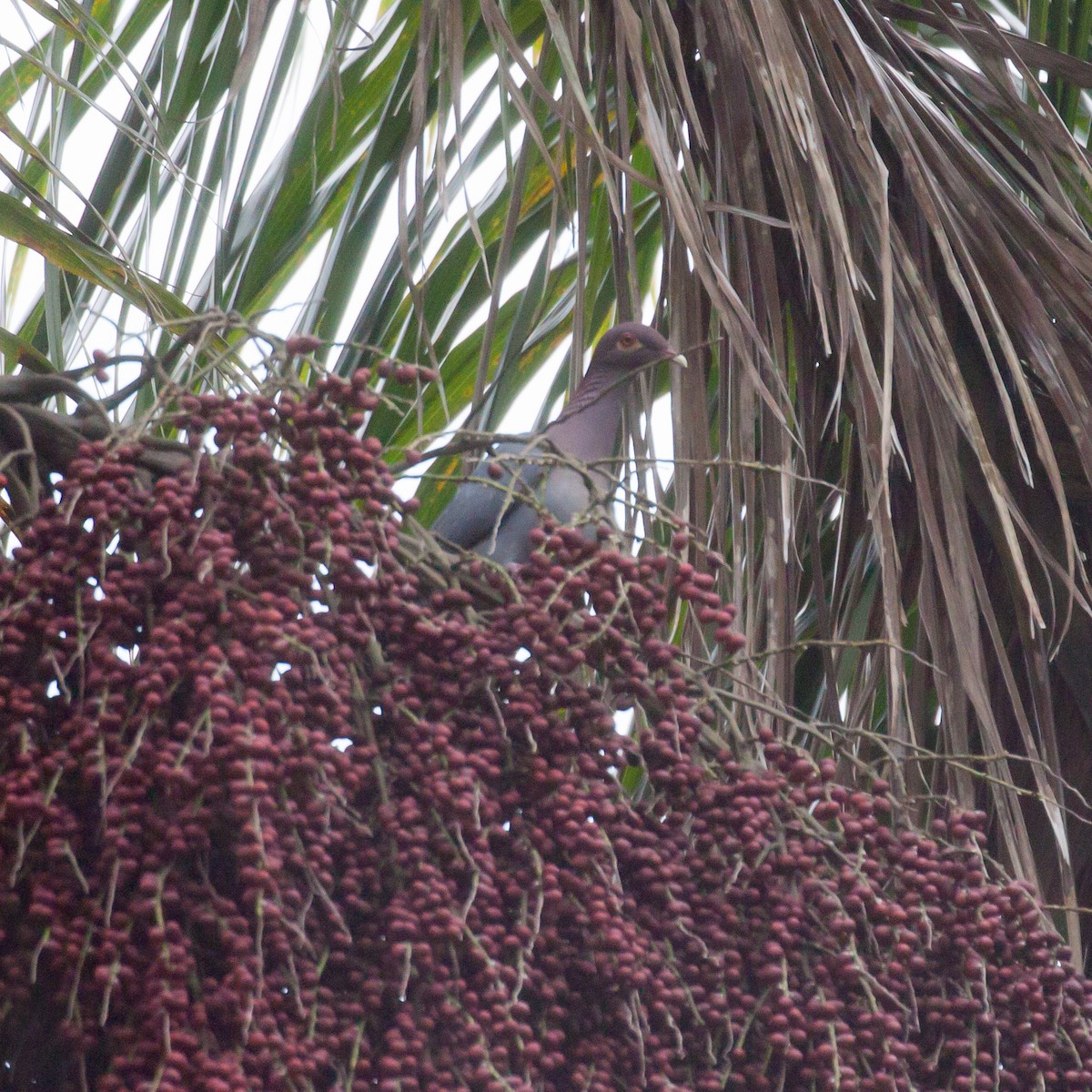 Scaly-naped Pigeon - Abel Luis Simeón