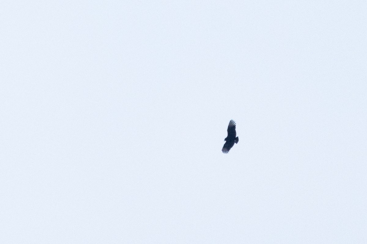 Black Vulture - ML615094819