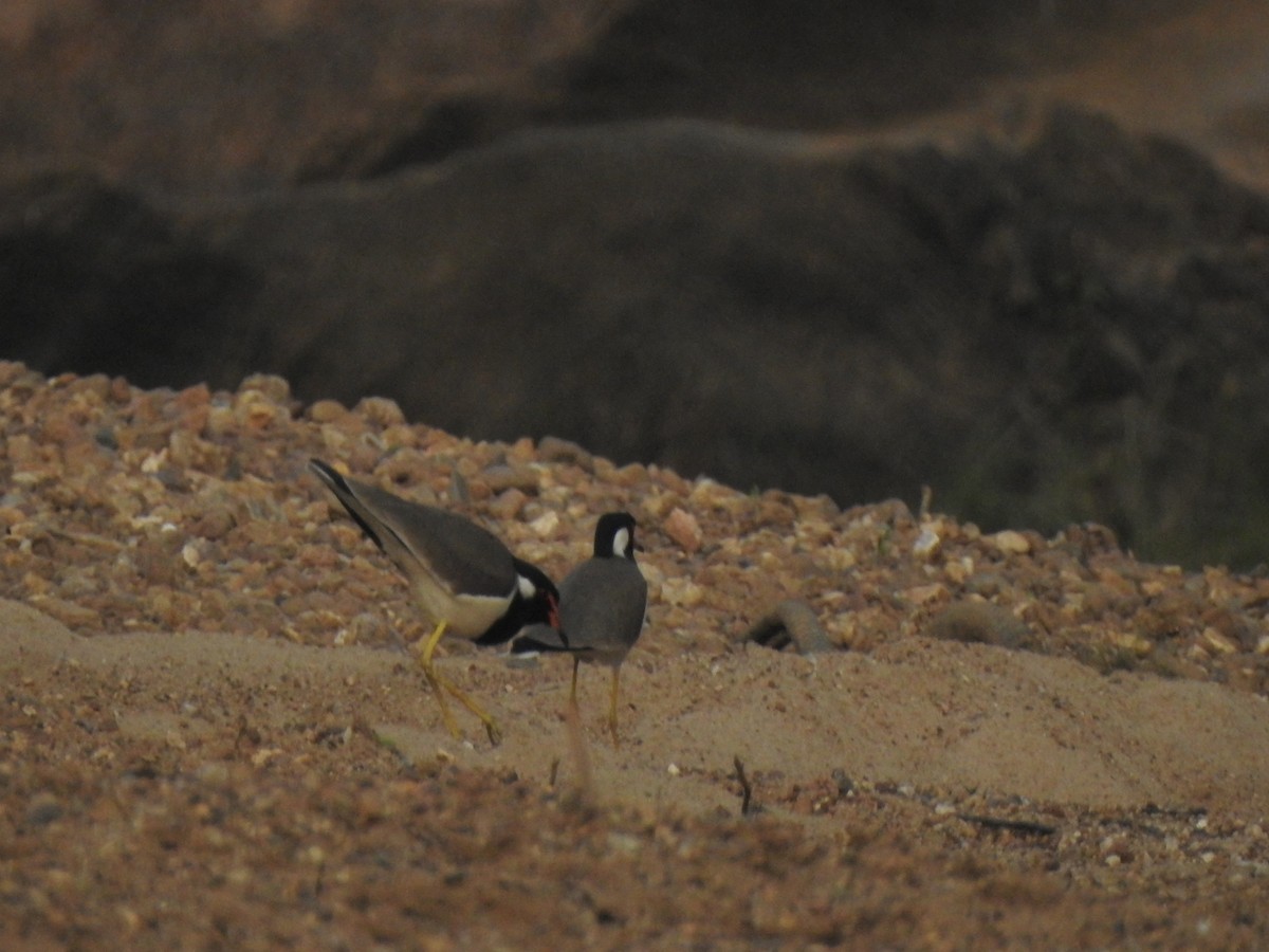 Red-wattled Lapwing - ML615094823