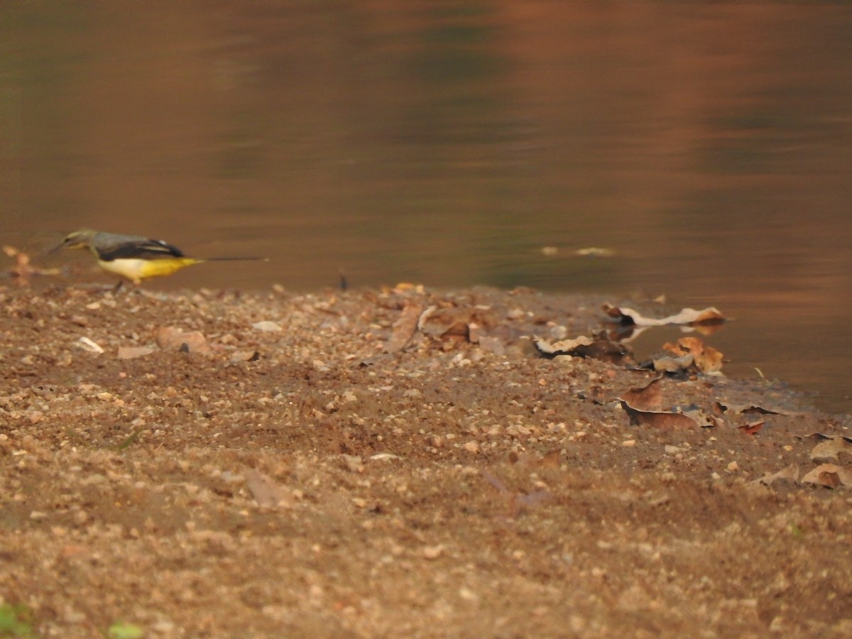 Gray Wagtail - Rajashree Kale