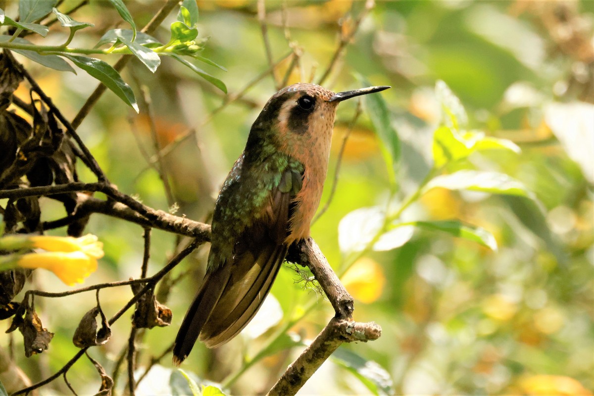 Speckled Hummingbird (melanogenys Group) - Russ Namitz