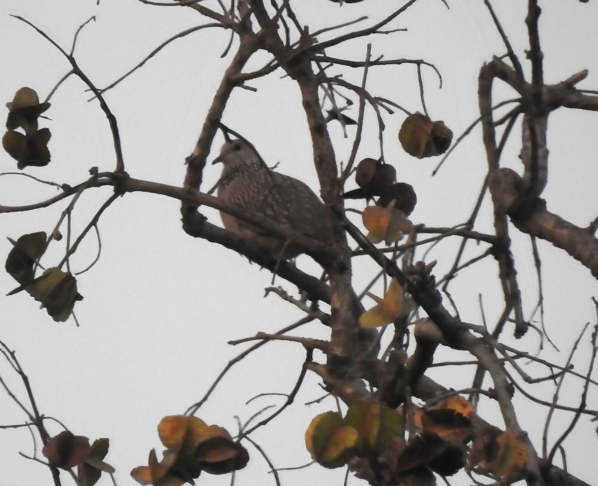 Spotted Dove - ML615094996