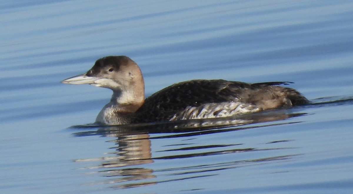 Common Loon - Mark Miller