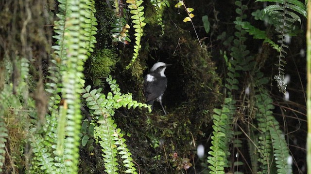 White-capped Dipper - ML615095039