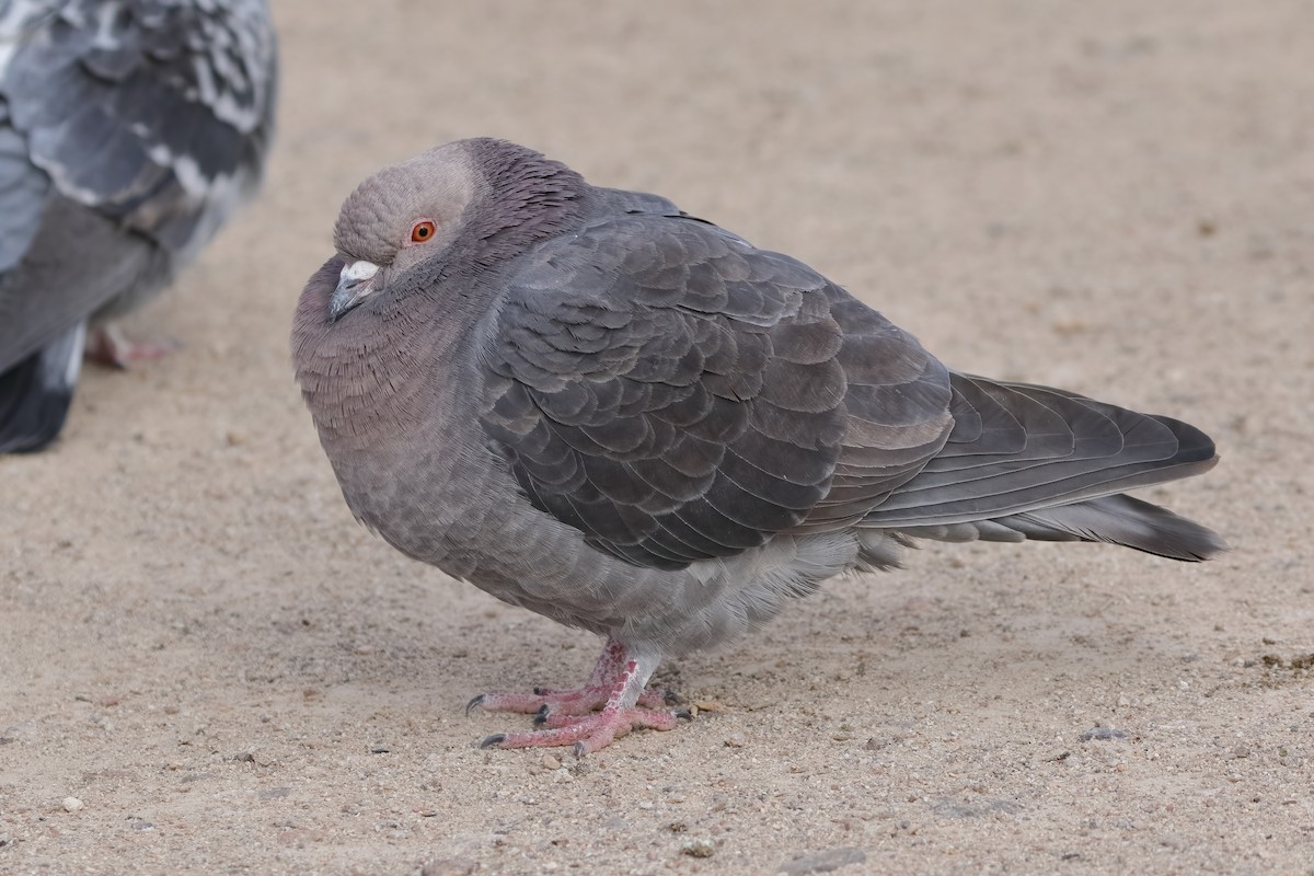 Rock Pigeon (Feral Pigeon) - ML615095068