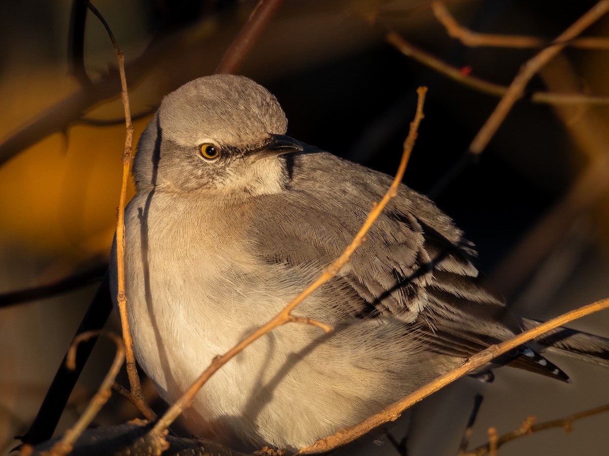 Northern Mockingbird - Lane Theander