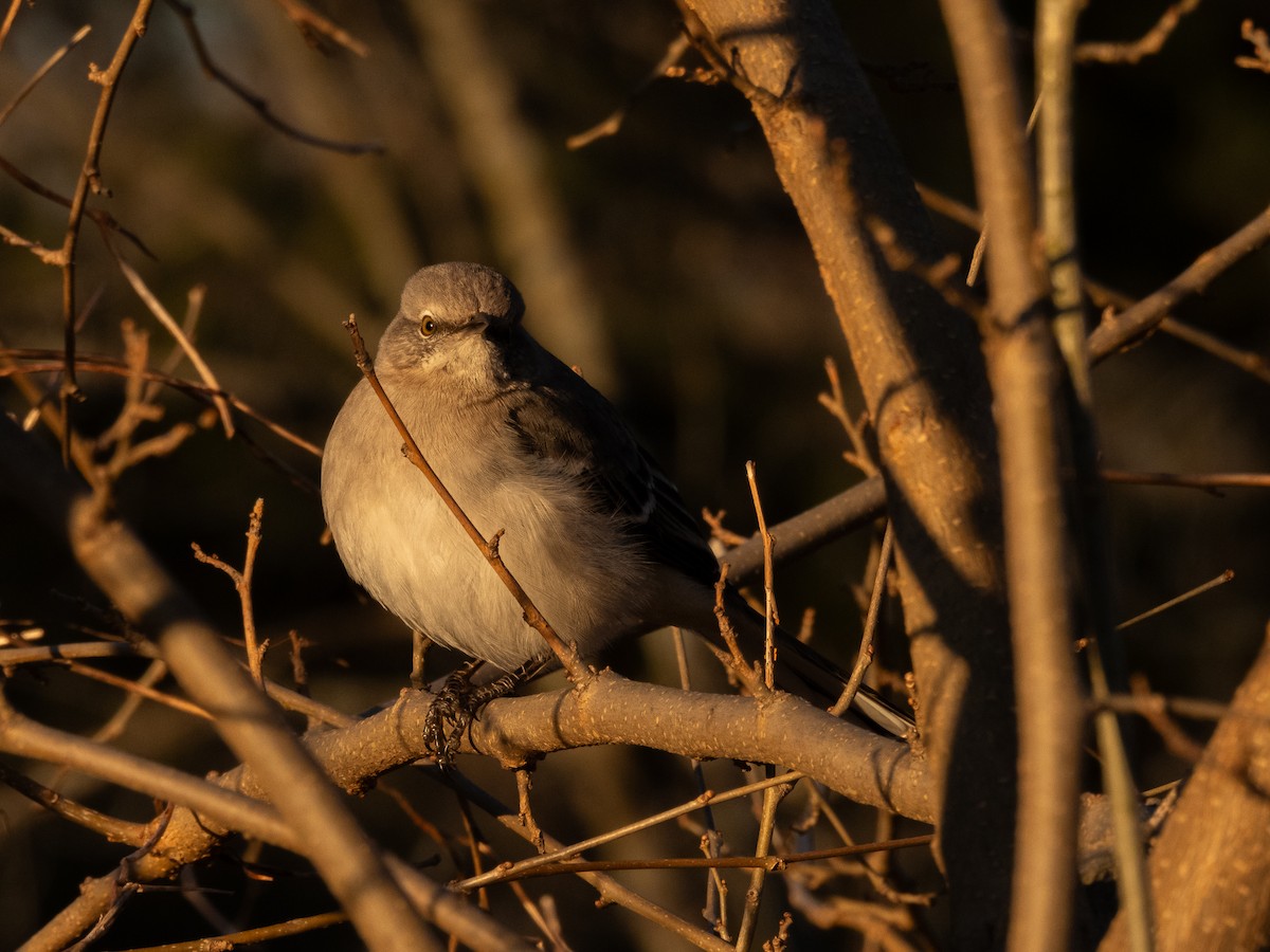 Northern Mockingbird - ML615095080