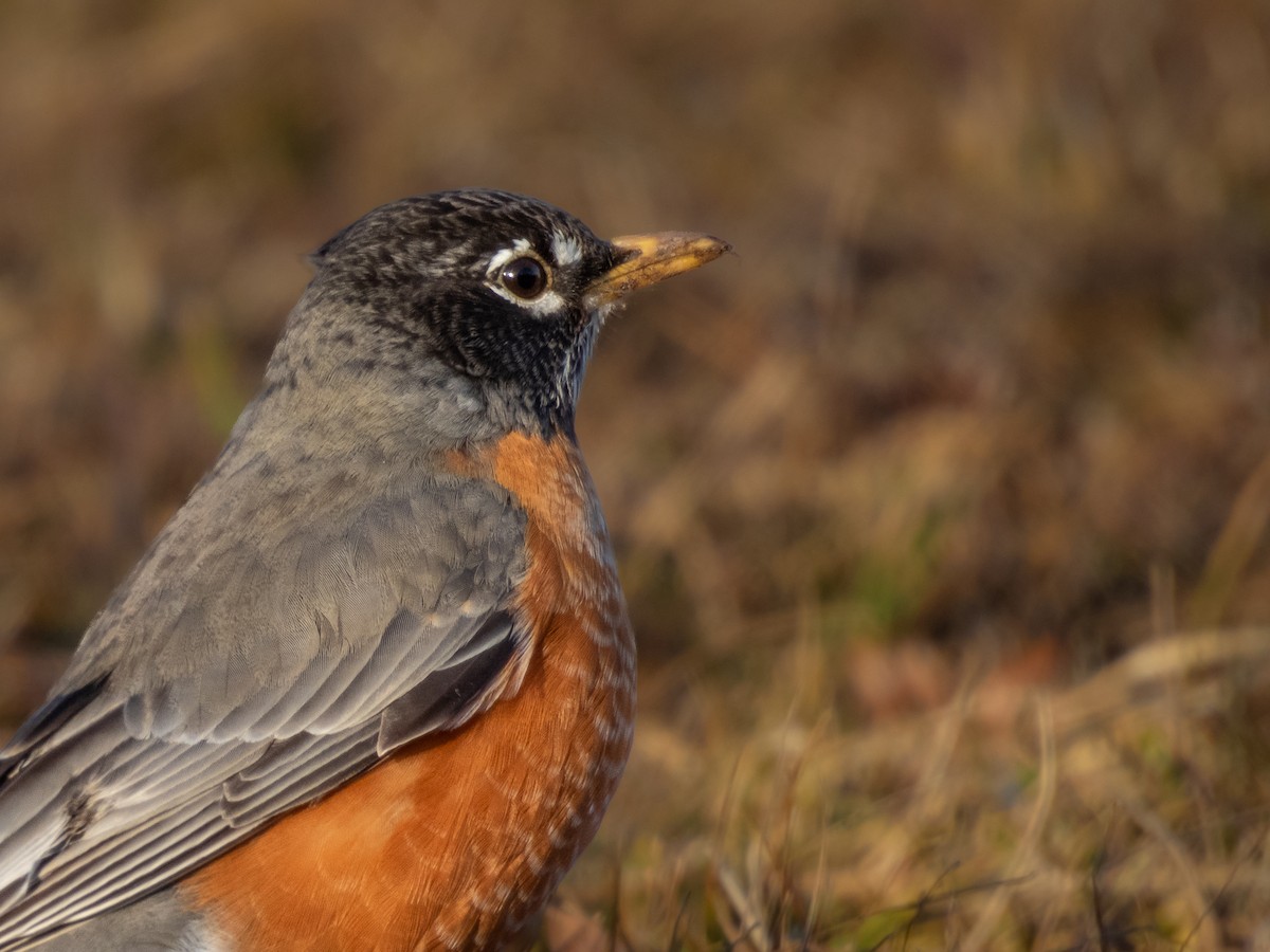 American Robin - ML615095086