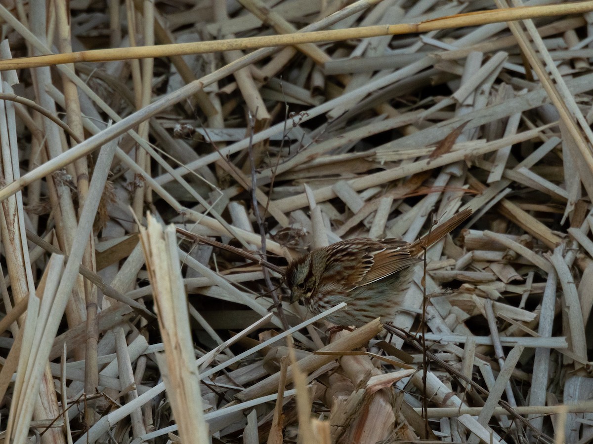 Song Sparrow - ML615095089