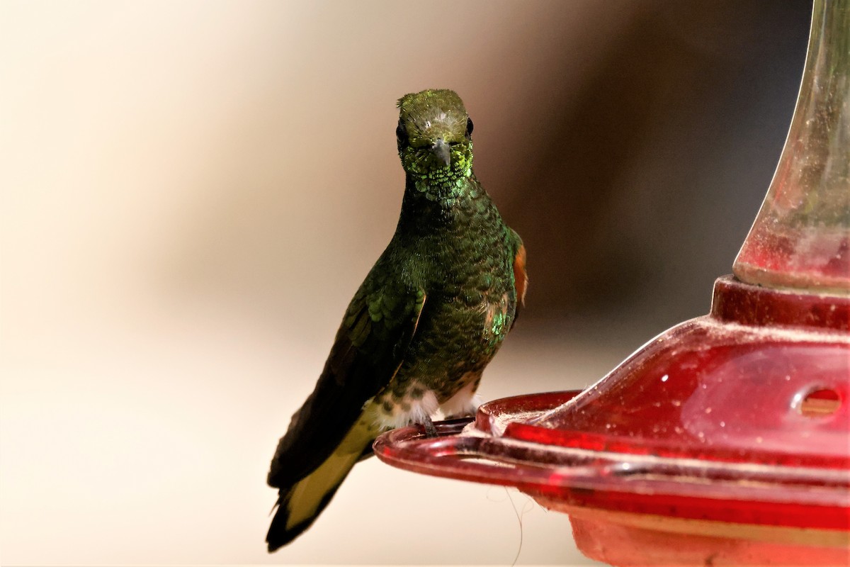 kolibřík žlutoocasý - ML615095119