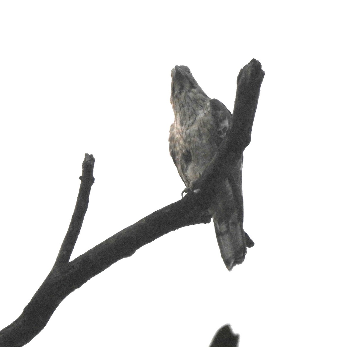 Changeable Hawk-Eagle - Rajashree Kale