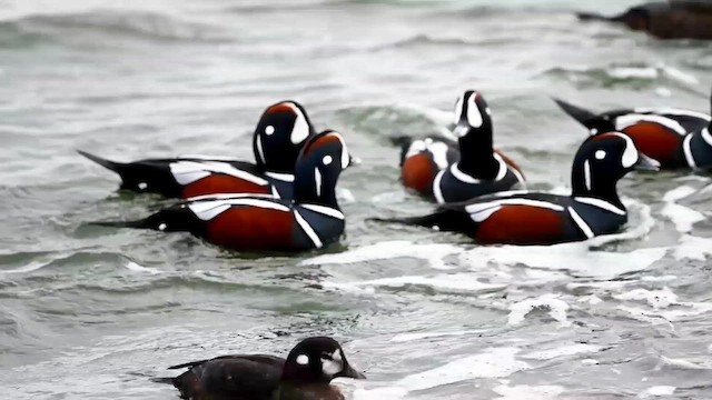 Harlequin Duck - ML615095243