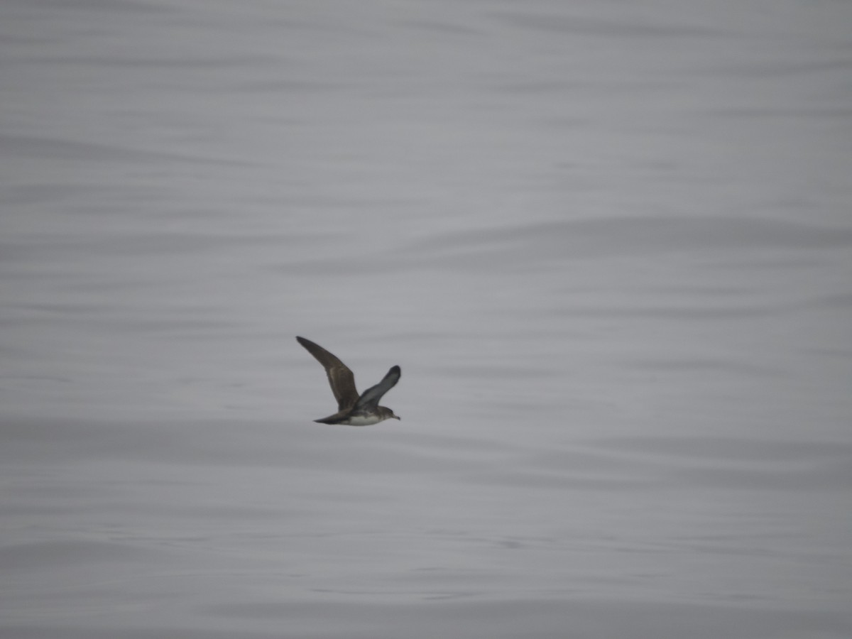 Pink-footed Shearwater - ML615095252