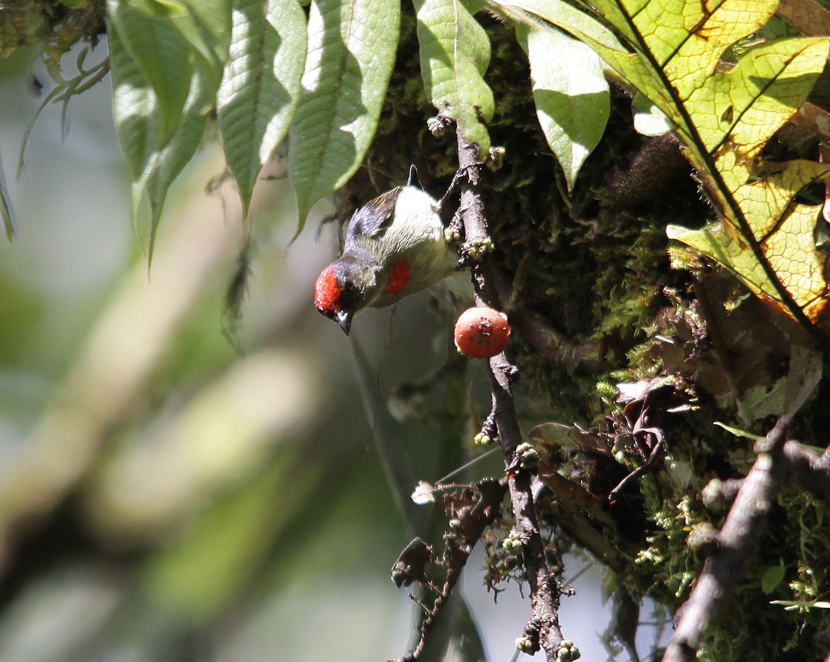 Red-capped Flowerpecker - ML615095266