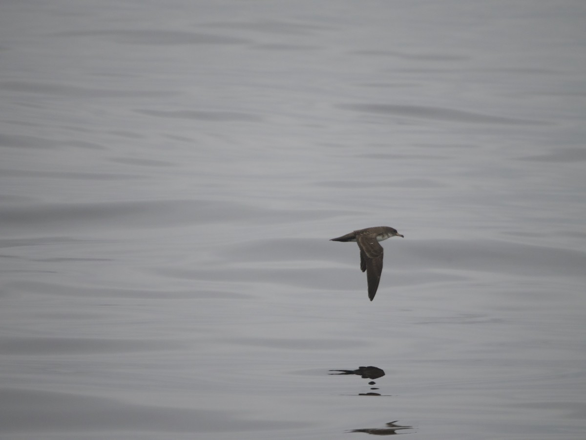 Pink-footed Shearwater - ML615095270