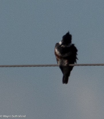 Belted Kingfisher - ML615095359