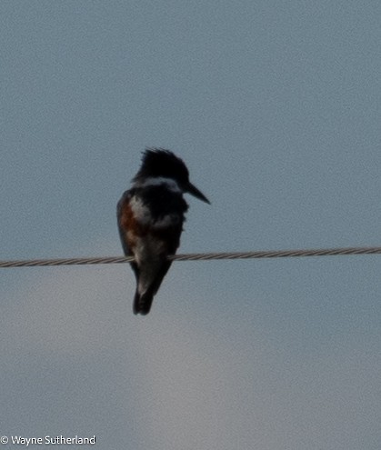 Belted Kingfisher - ML615095360