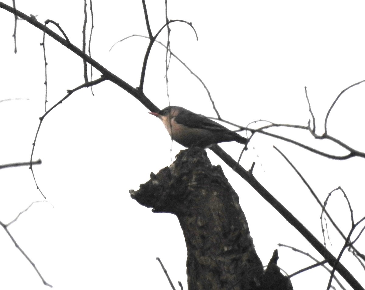 Velvet-fronted Nuthatch - ML615095365