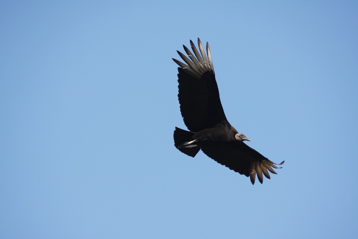 Black Vulture - Andrew Markel