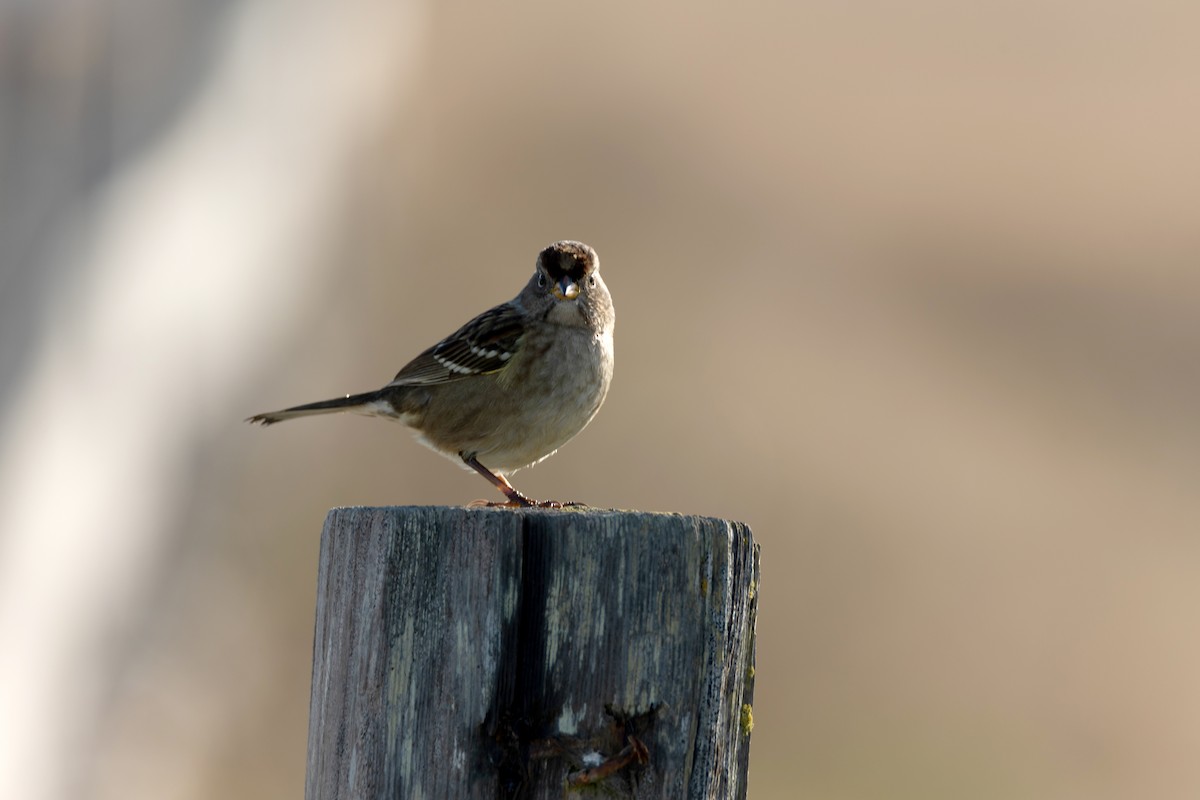 White-crowned Sparrow - Alicia MacLeay
