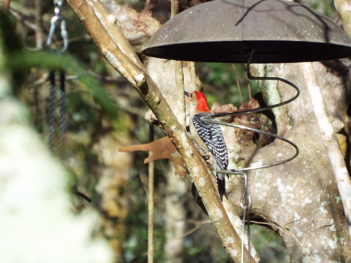 Red-bellied Woodpecker - ML615095420