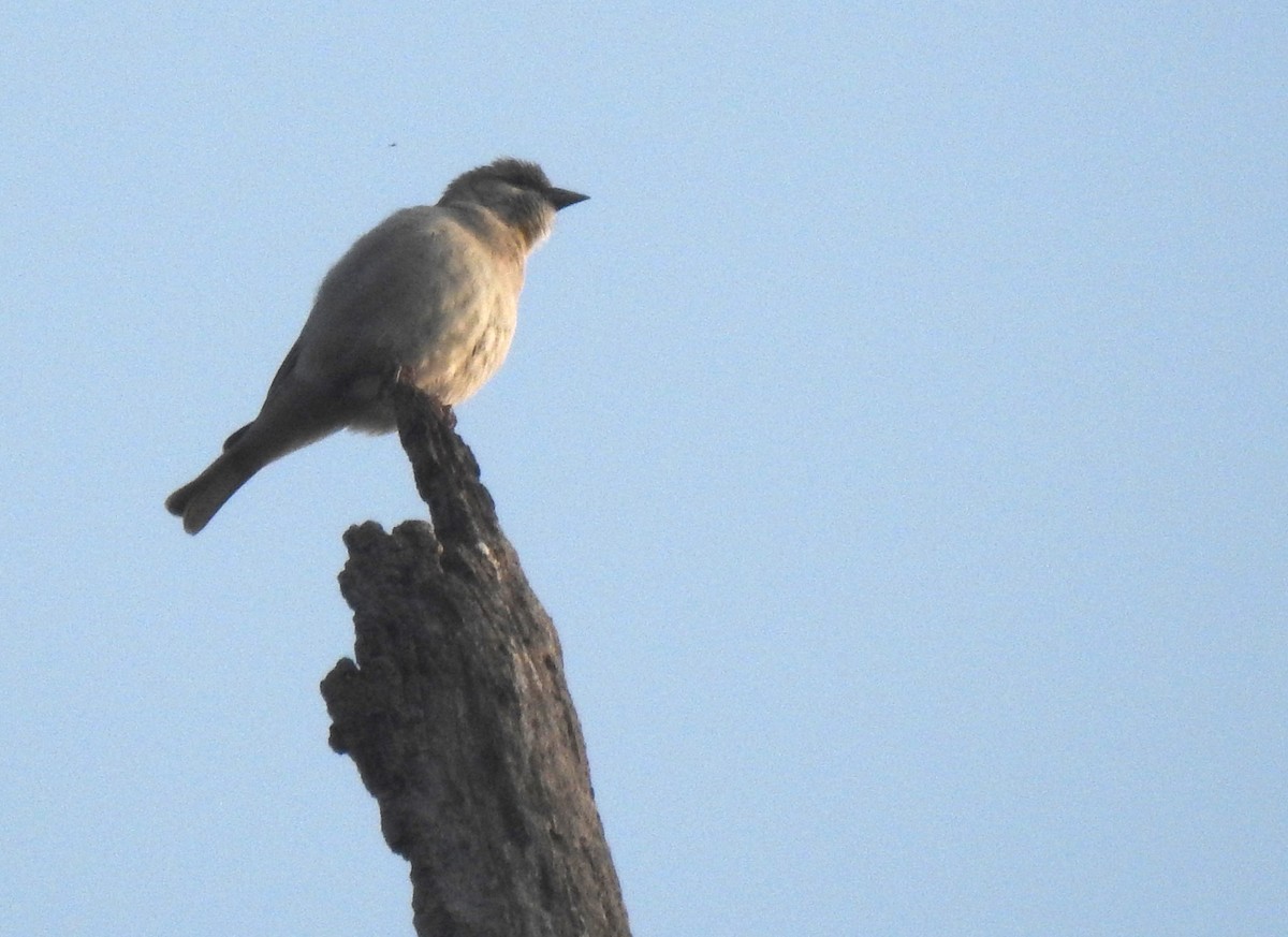 Moineau à gorge jaune - ML615095434