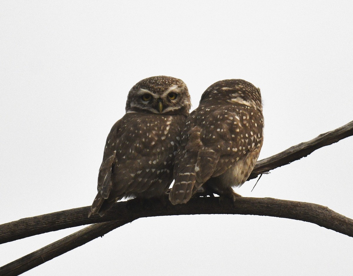 Spotted Owlet - Chitra Shanker