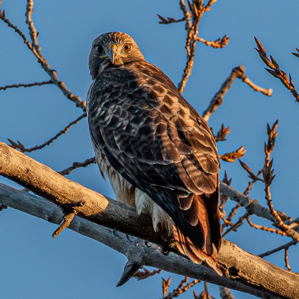 Red-tailed Hawk - ML615095439