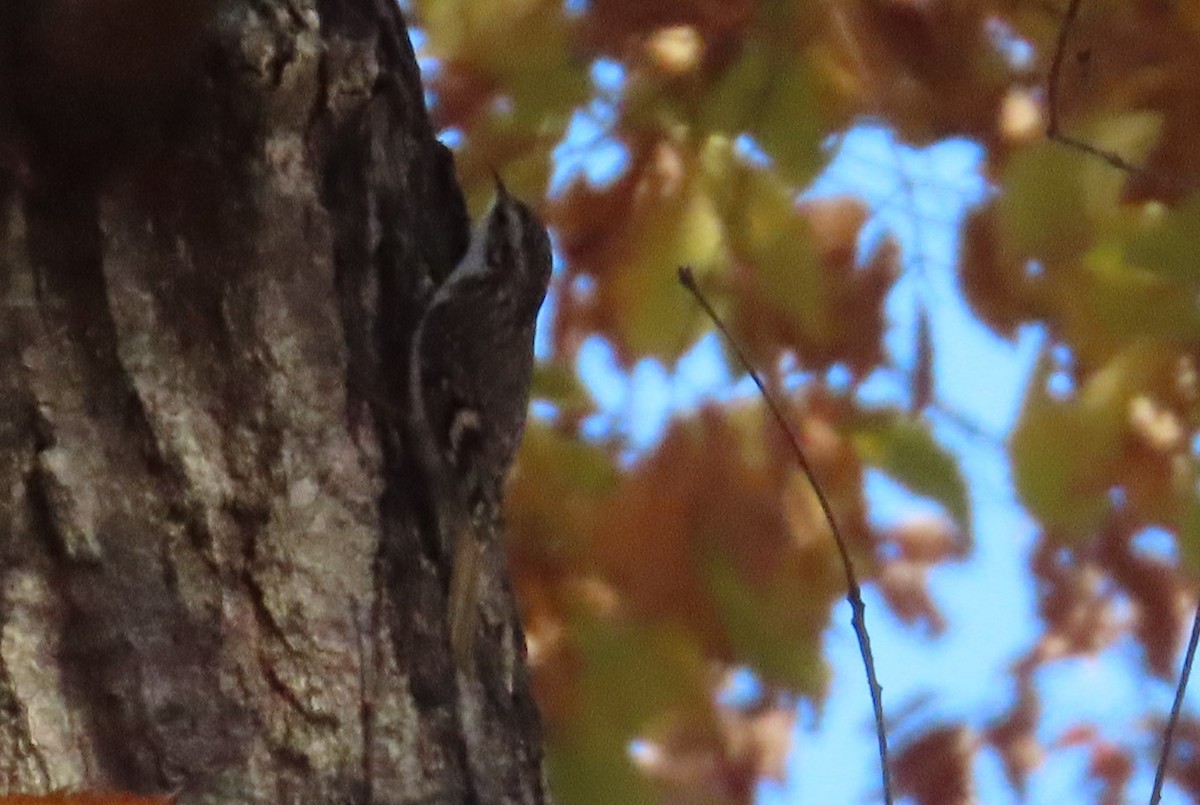 Eurasian Treecreeper - ML615095445