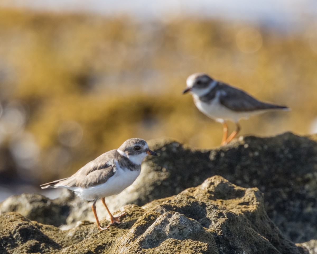 Semipalmated Plover - ML615095447