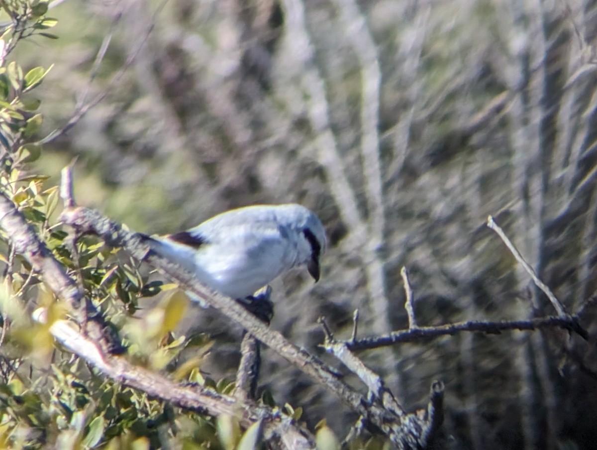 Northern Shrike - ML615095470