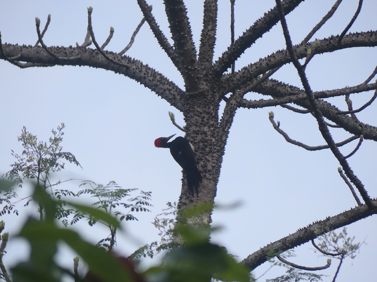 White-bellied Woodpecker - ML615095490