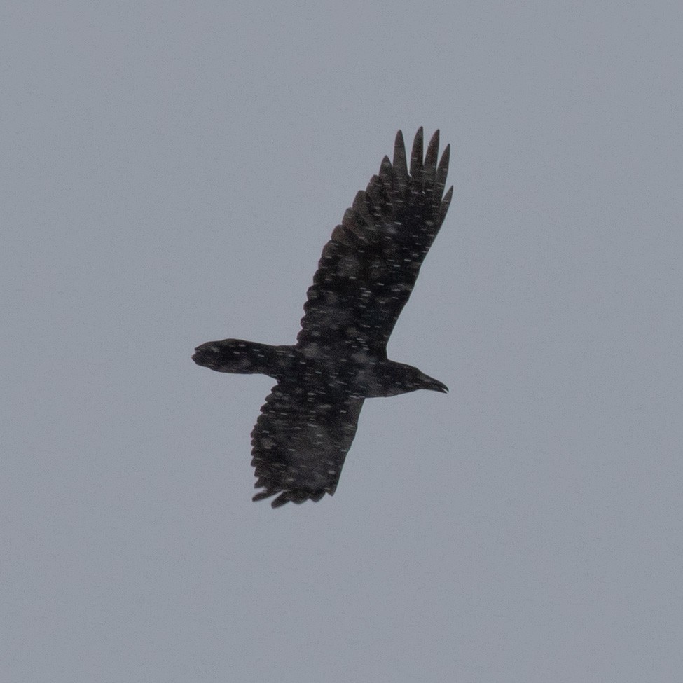 Common Raven - ML615095513