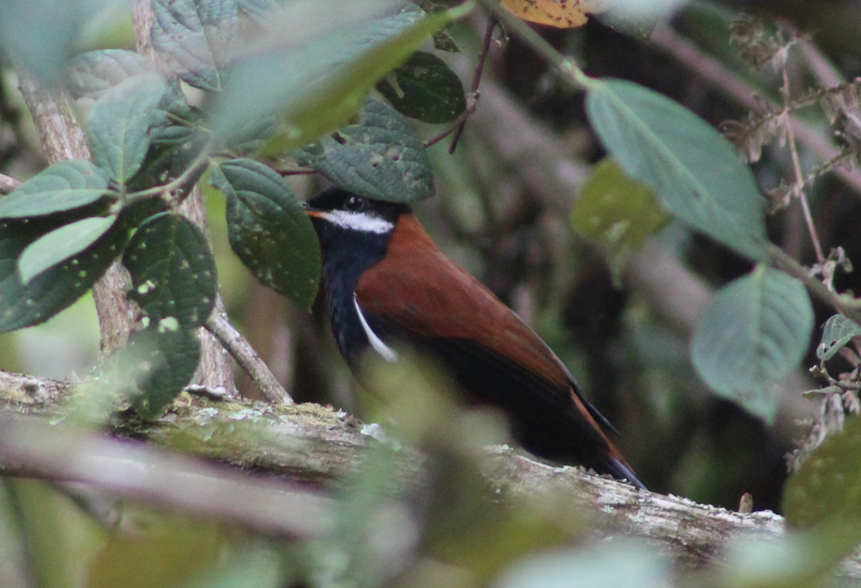 White-eared Solitaire - ML615095546