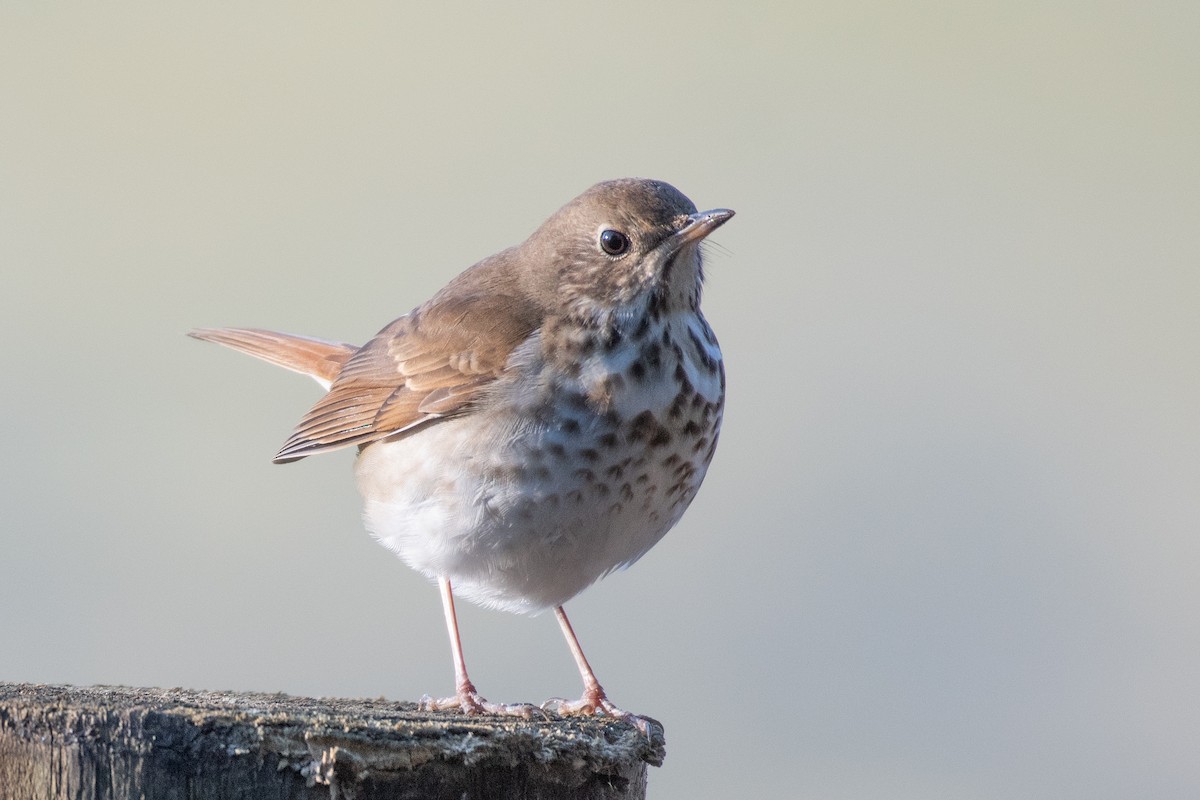 Hermit Thrush - ML615095547