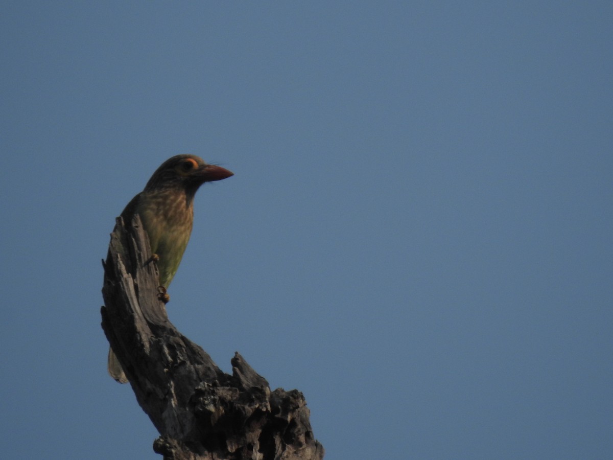 Brown-headed Barbet - ML615095581