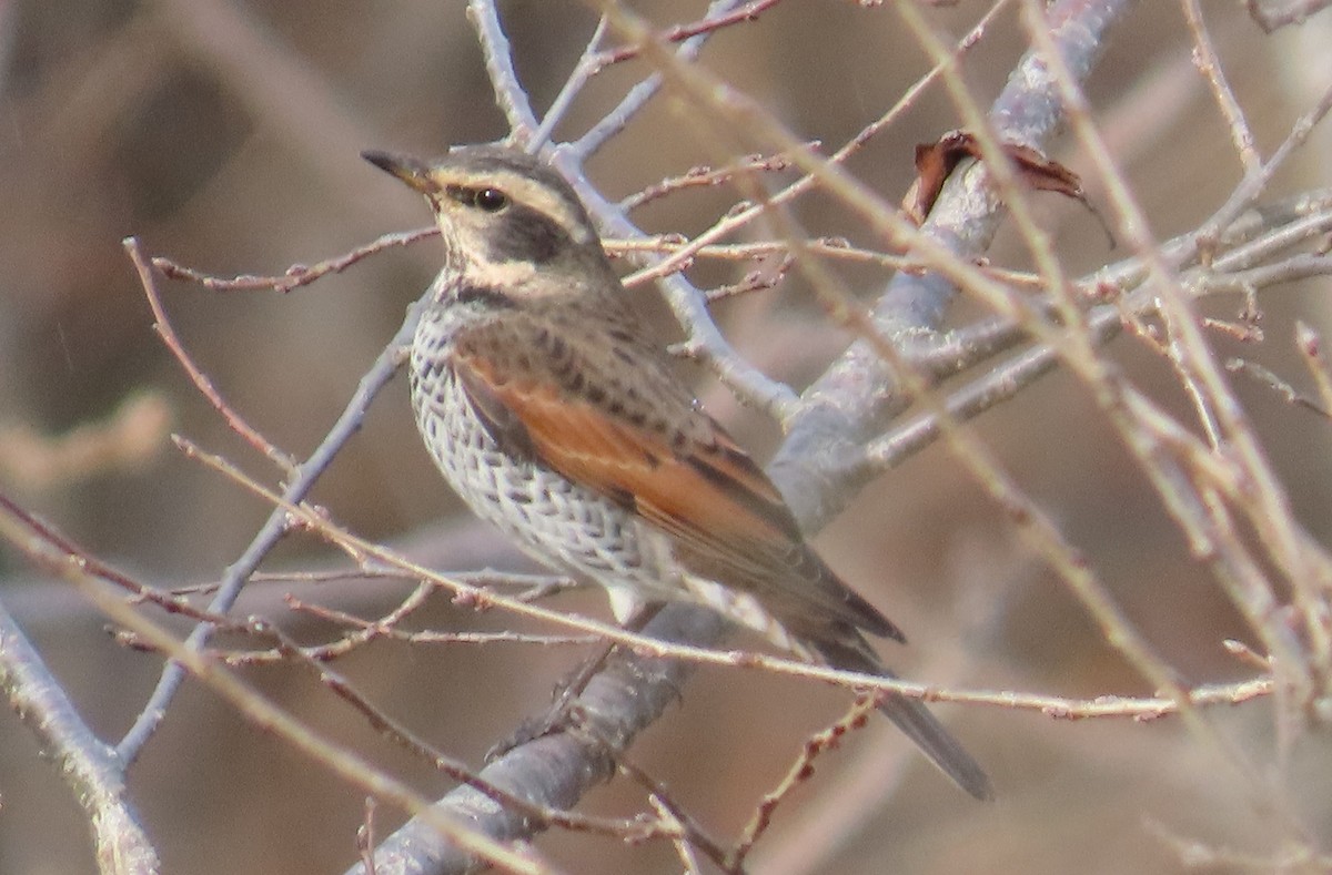 Dusky Thrush - ML615095590