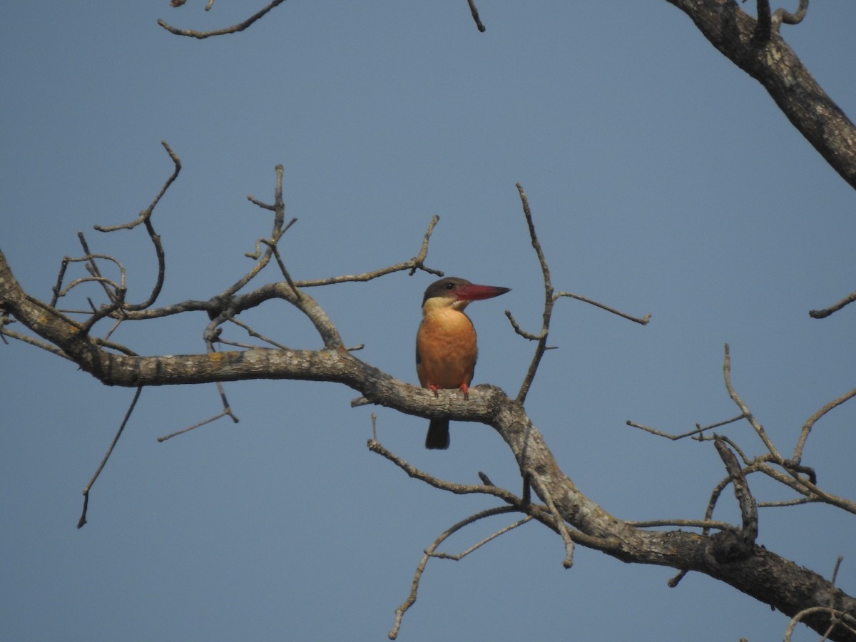 Stork-billed Kingfisher - ML615095645