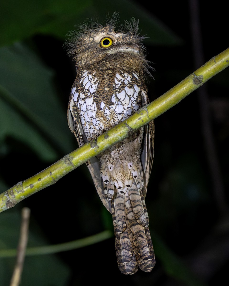 Palawan Frogmouth - ML615095667