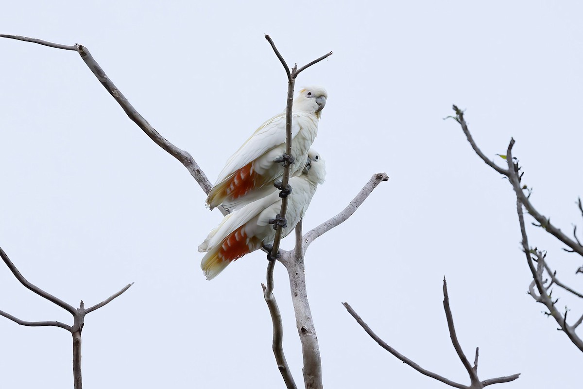 Philippine Cockatoo - ML615095693