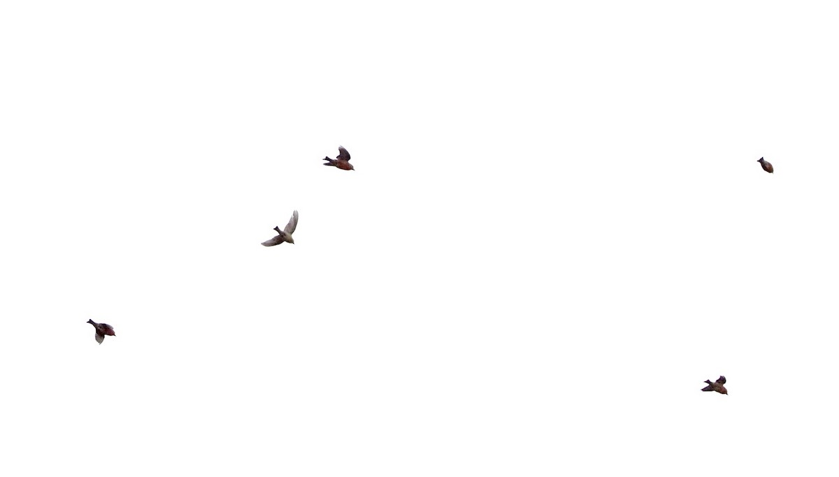 Гацуурын солбин хошуут - ML615095744