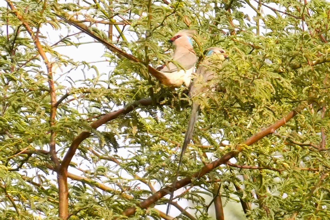 Blue-naped Mousebird - ML615095751