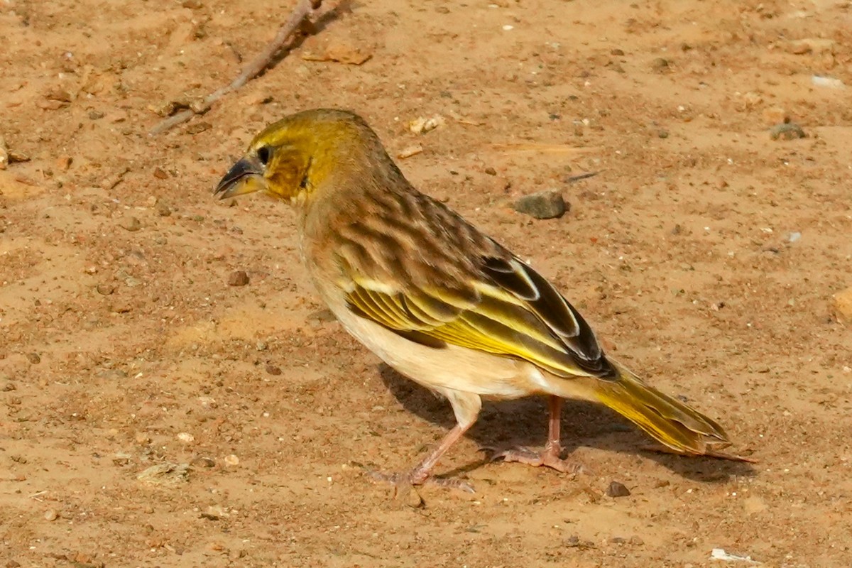 Black-headed Weaver - ML615095764