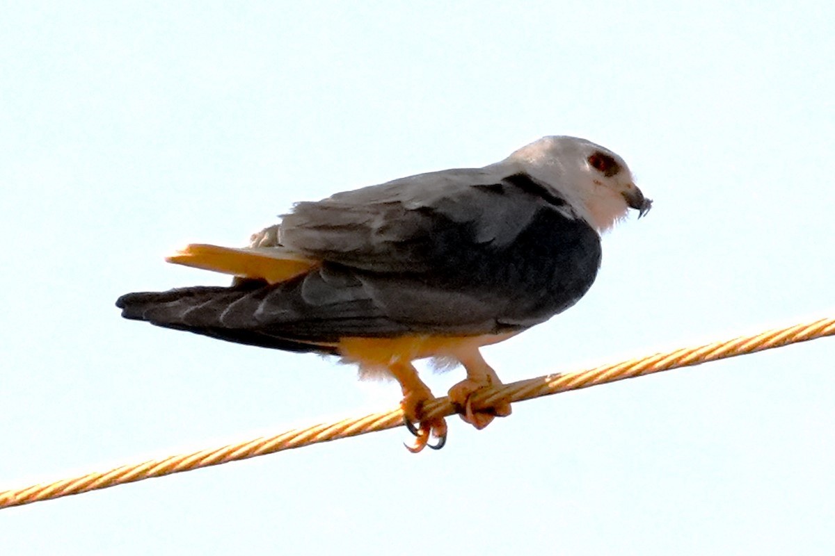 Black-winged Kite - ML615095766