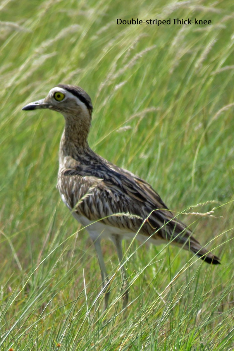 Double-striped Thick-knee - Merrill Lester