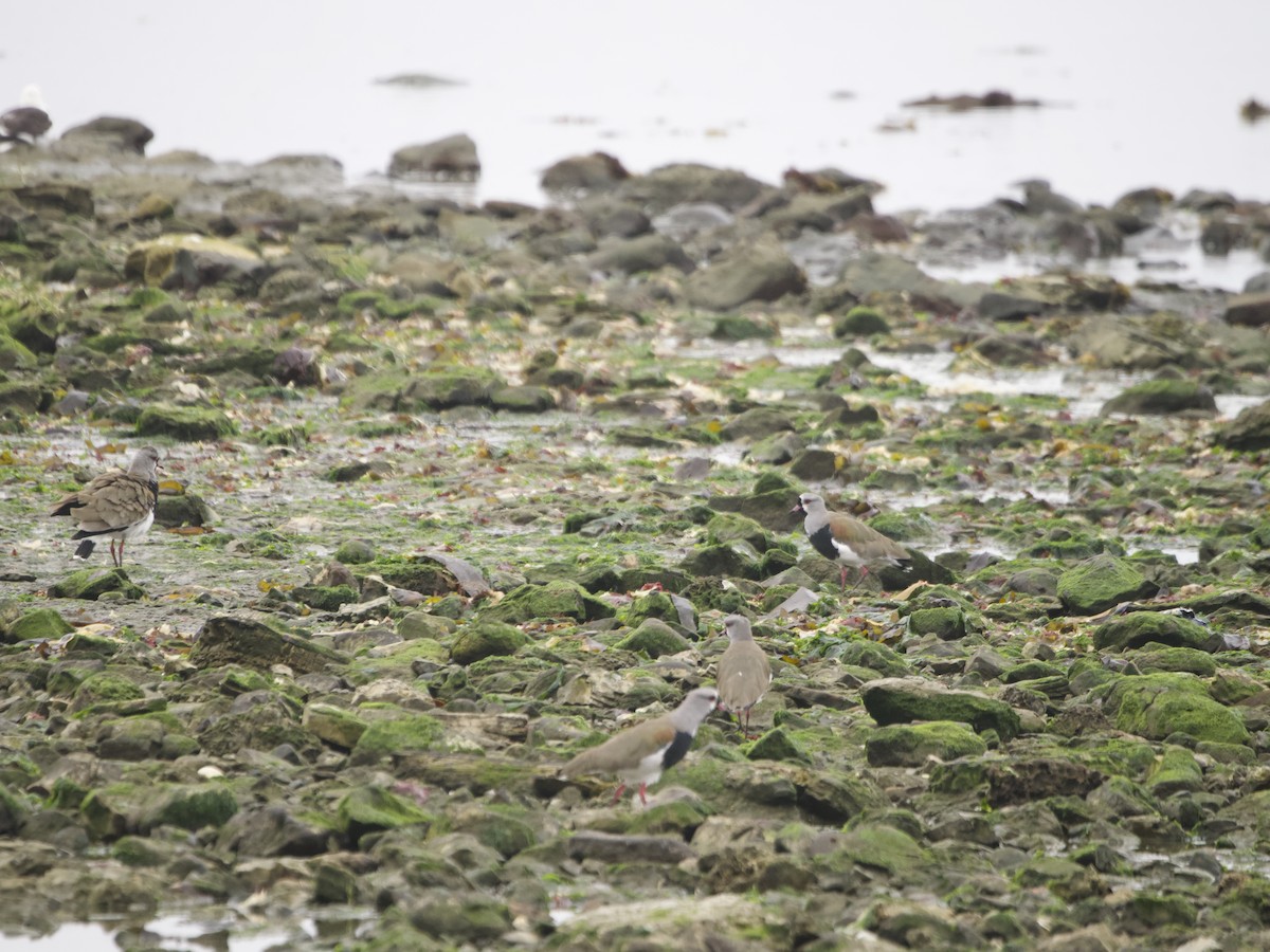 Southern Lapwing - ML615095818