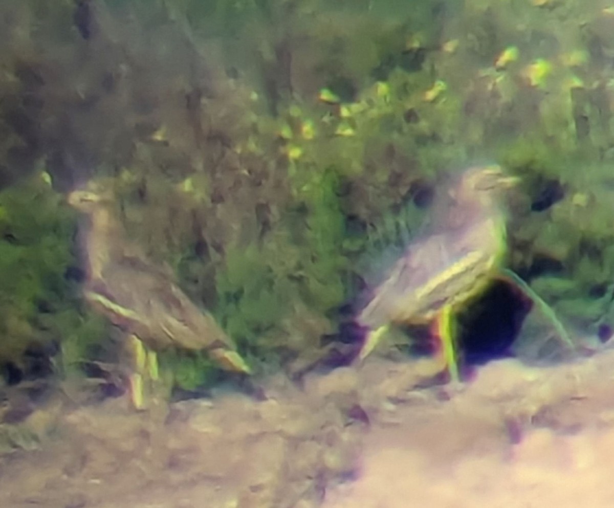 Eurasian Thick-knee - ML615095819