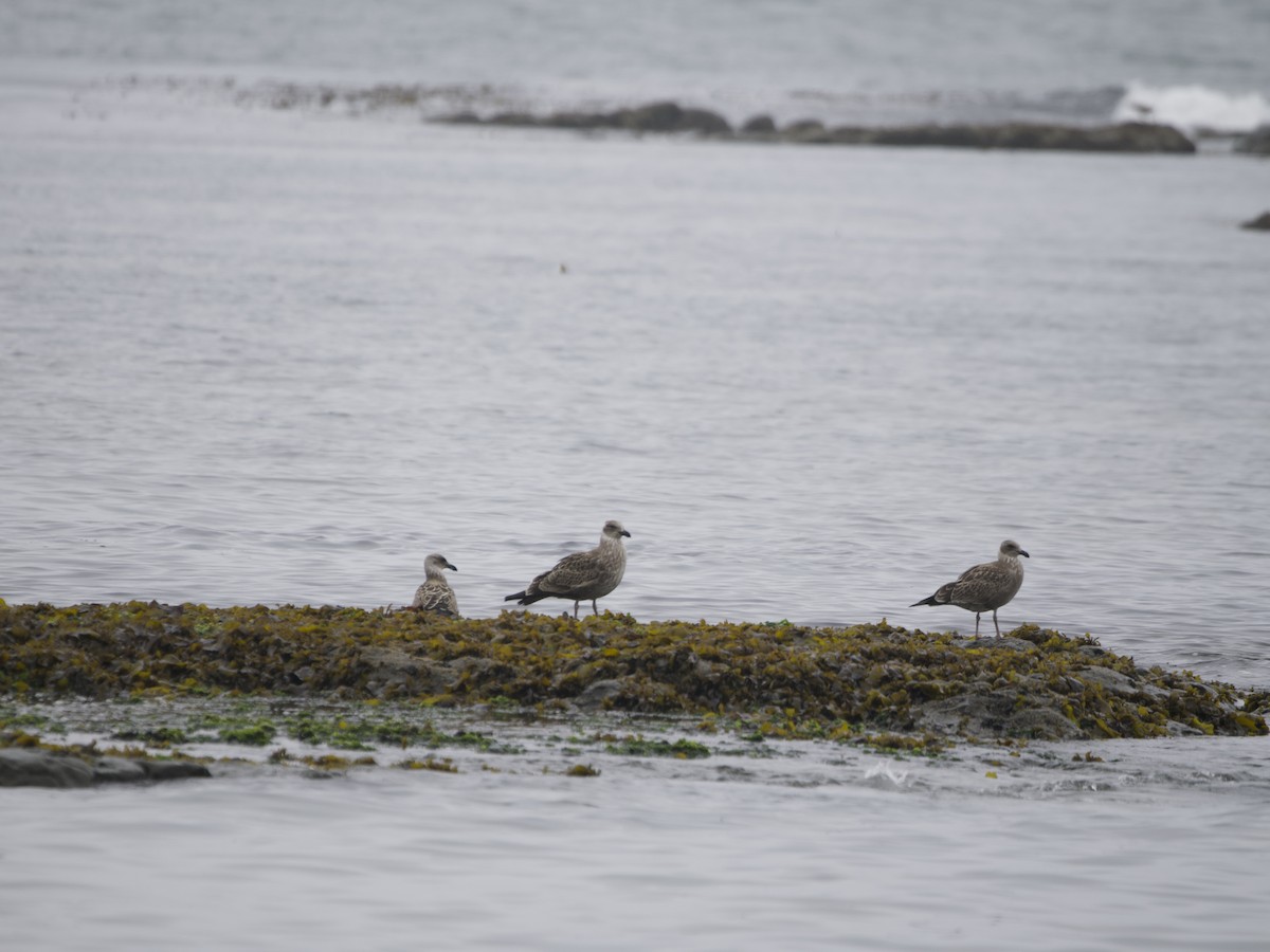 Kelp Gull - ML615095885