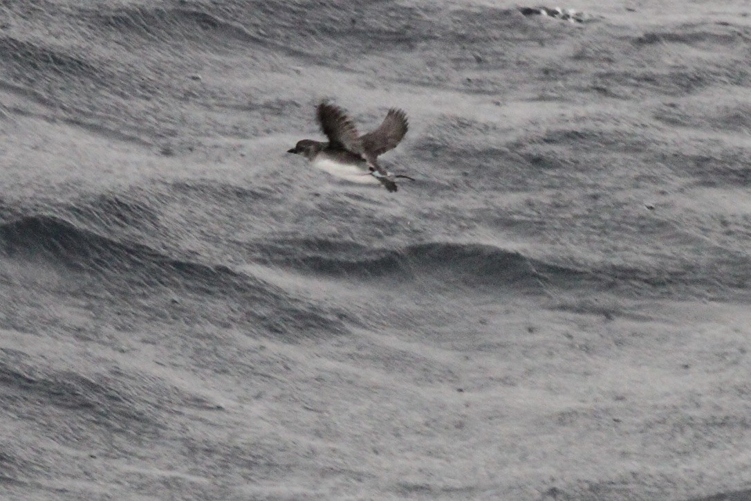 Cassin's Auklet - ML615095909